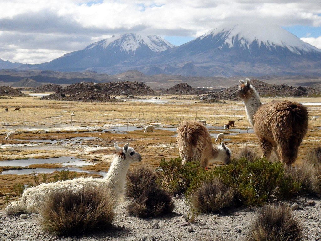 altiplano chilien