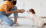 Aliment pour chien