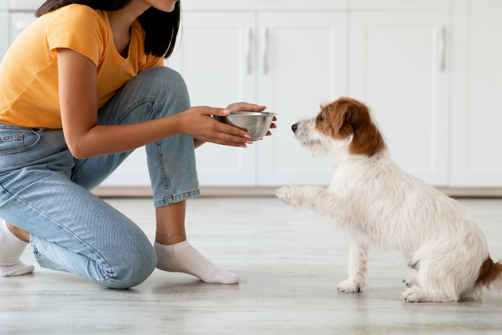 Aliment pour chien