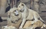 Couple lion