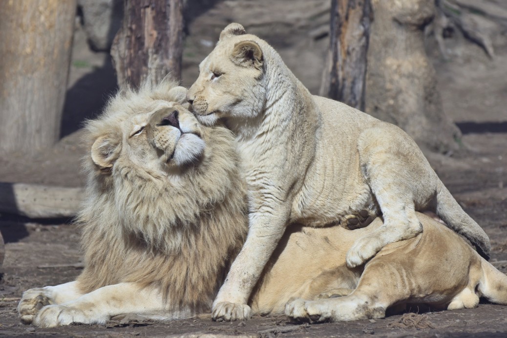 Couple lion