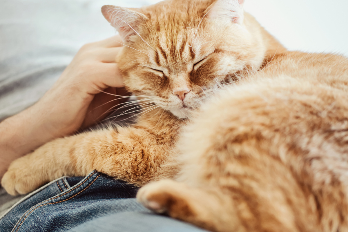 Idée de nom de chat mâle