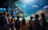 découvrez les visites guidées passionnantes de l'aquarium à strasbourg et plongez au cœur d'un univers marin fascinant pour toute la famille.