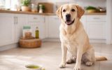 découvrez si l'huile d'olive est un remède efficace pour soulager la constipation chez le chien, ses bienfaits et précautions à prendre.