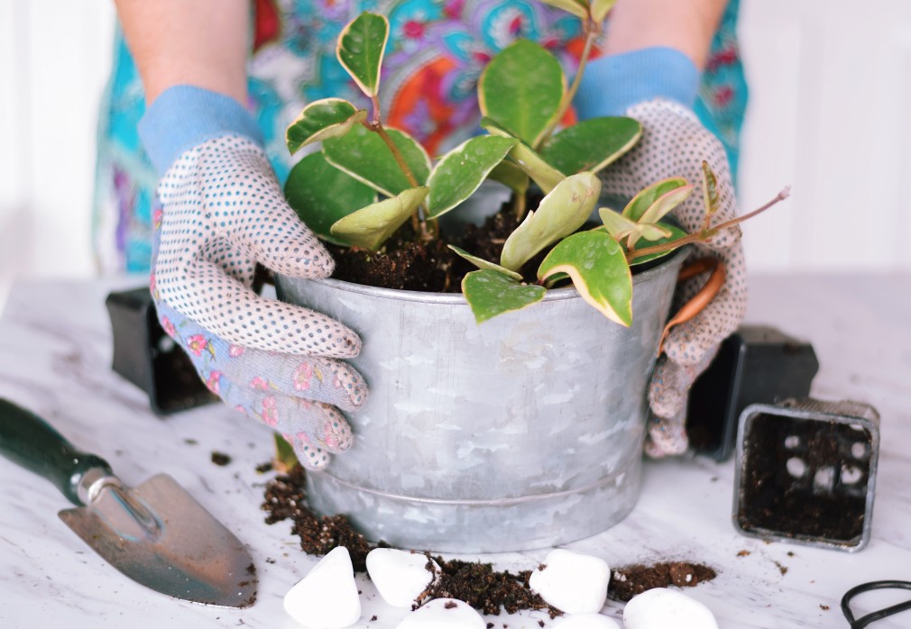 Préparation plante