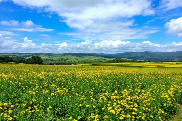 découvrez les signes d'usure des silent blocs pour ford puma et apprenez à les identifier pour garantir la sécurité et le confort de votre conduite.