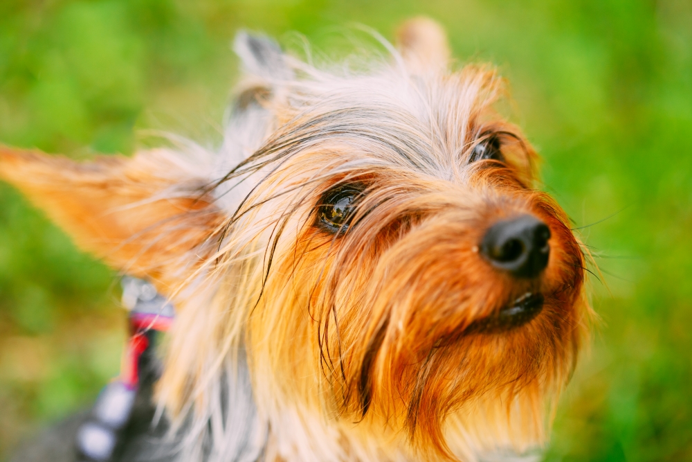 Terriers du Yorkshire