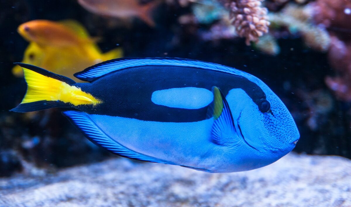 animaux plus éblouissants