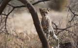 bébé guépard