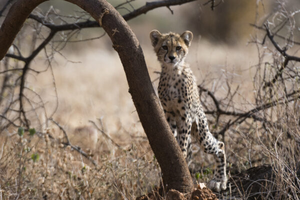 bébé guépard