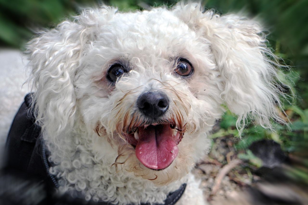 bichon frisé santé