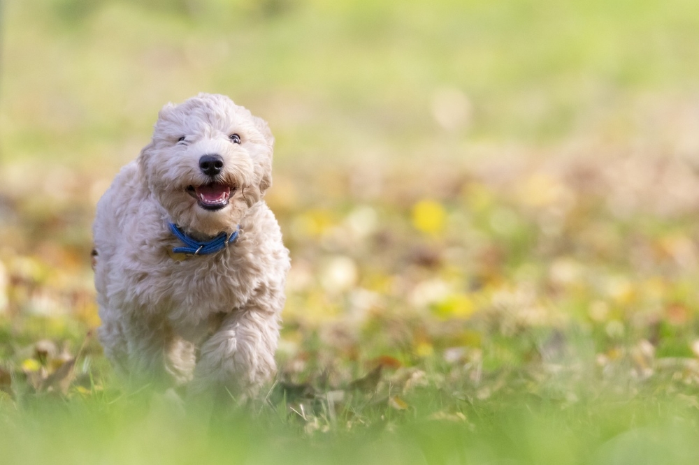 bichon frisé