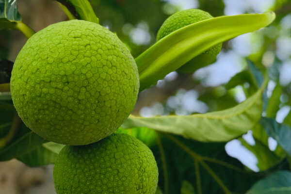bienfaits fruit à pain