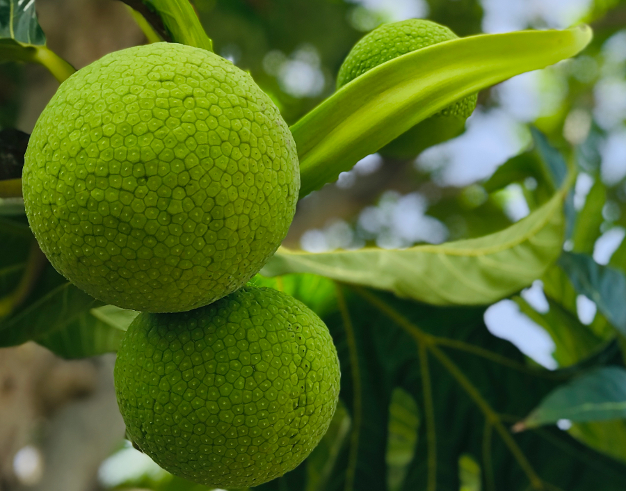 bienfaits fruit à pain