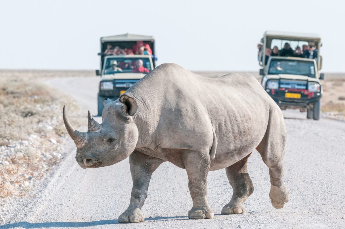 Activités Namibie