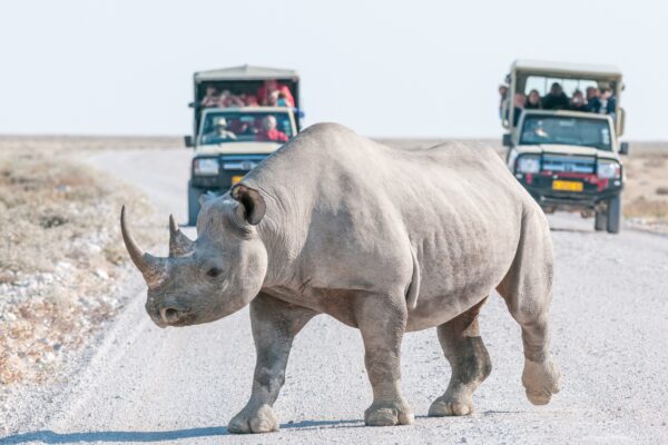 Activités Namibie