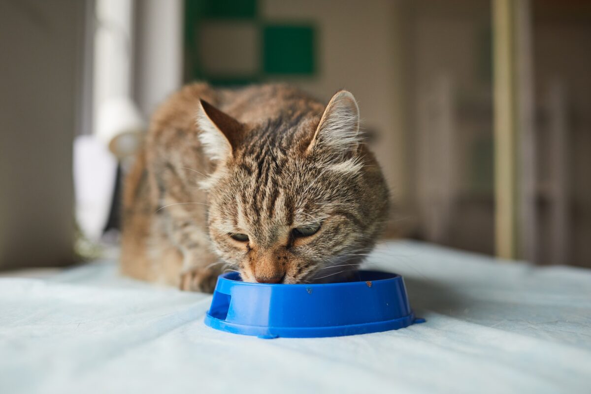 Chat difficile