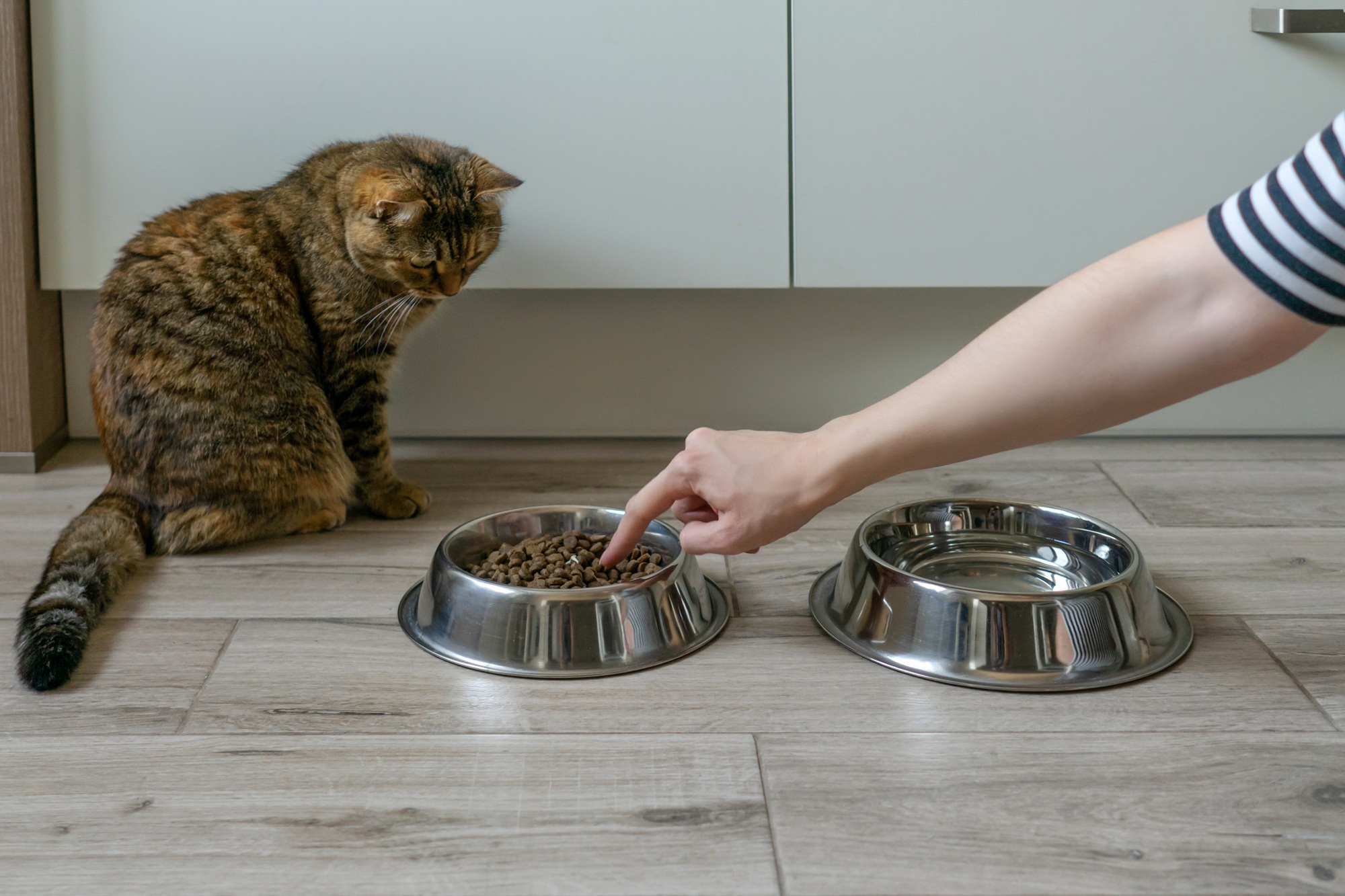 alimentation appétente chat