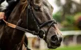 chevaux de course
