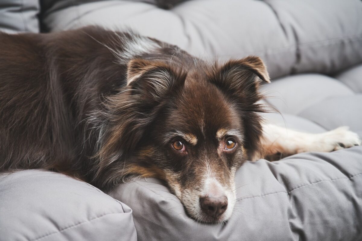 chien ingère chaussette