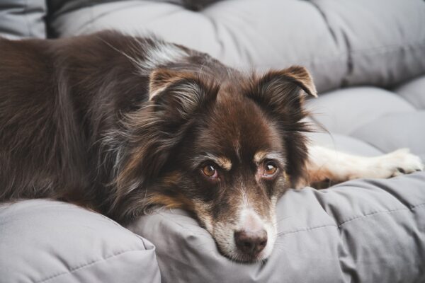 chien ingère chaussette
