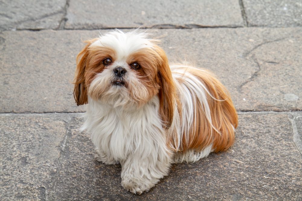 chiot Shih Tzu