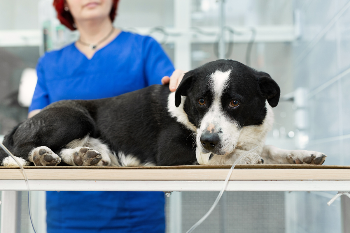 choisir pour un chien noir