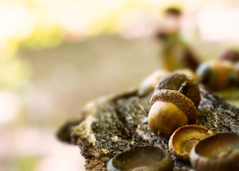Comment faire une couronne en utilisant des glands de maïs