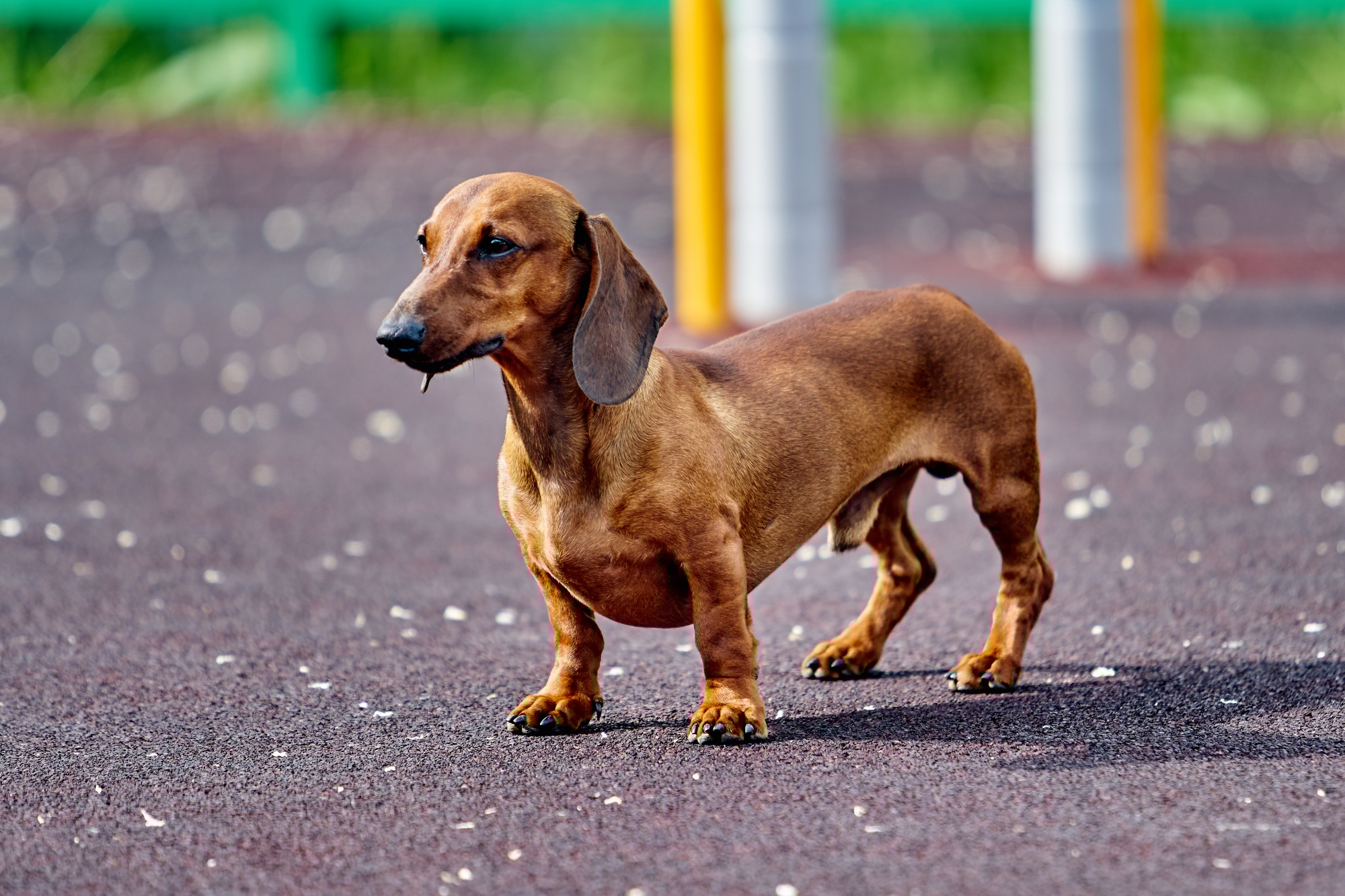 Dachshund dog in outdoor.