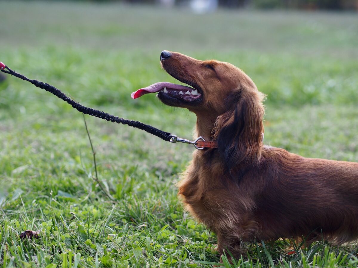 Dachshund Life