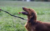 Dachshund Life