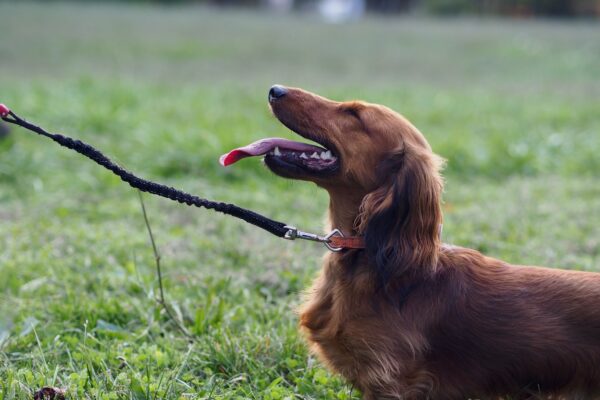 Dachshund Life