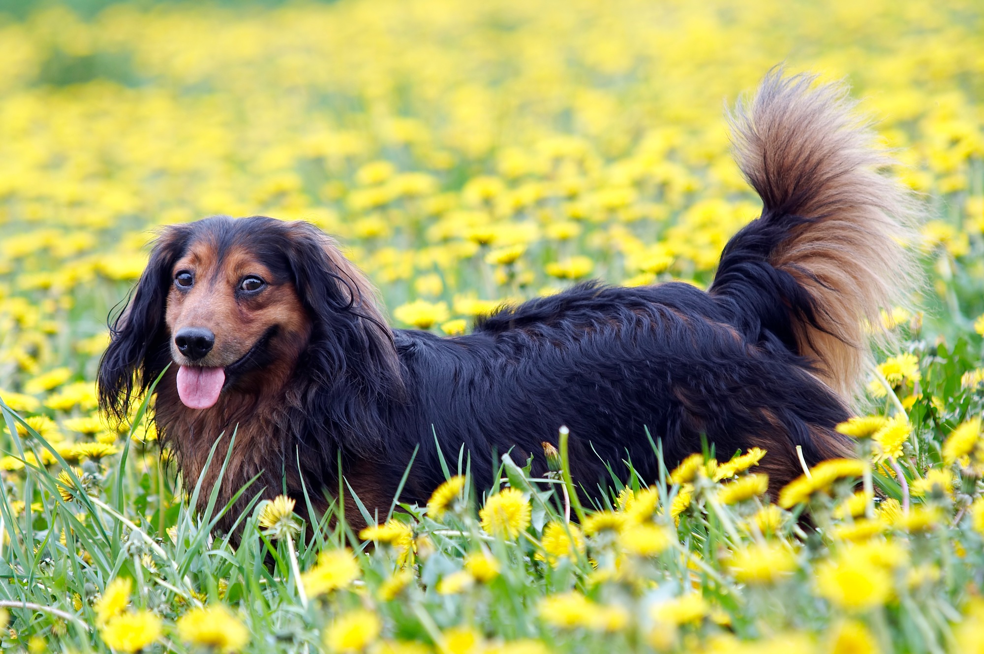 Dachshund on the dandelions meadow