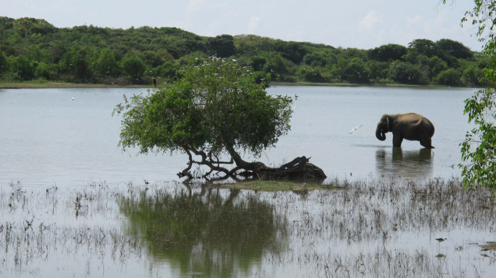 éléphant se baignant dans le park national du Sri Lanka