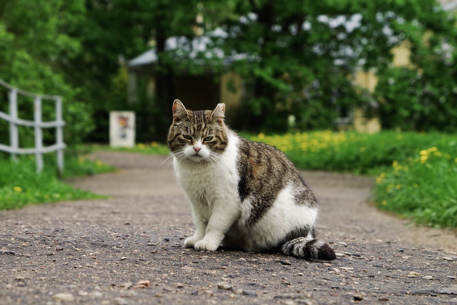 empêcher chat