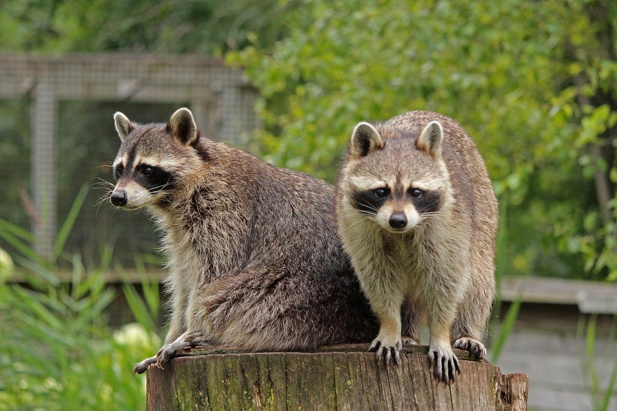 excréments de raton