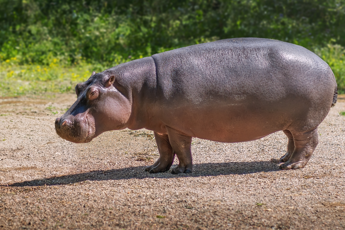 excrements hippopotame