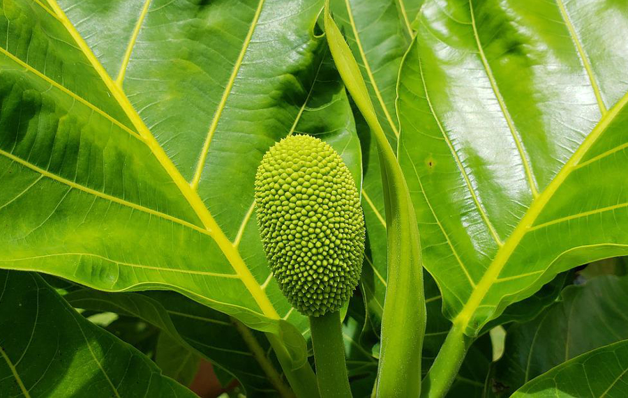 fruit de l'arbre à pain