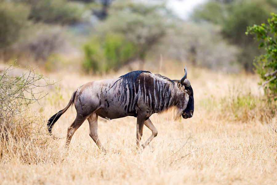 gnou du Serengeti