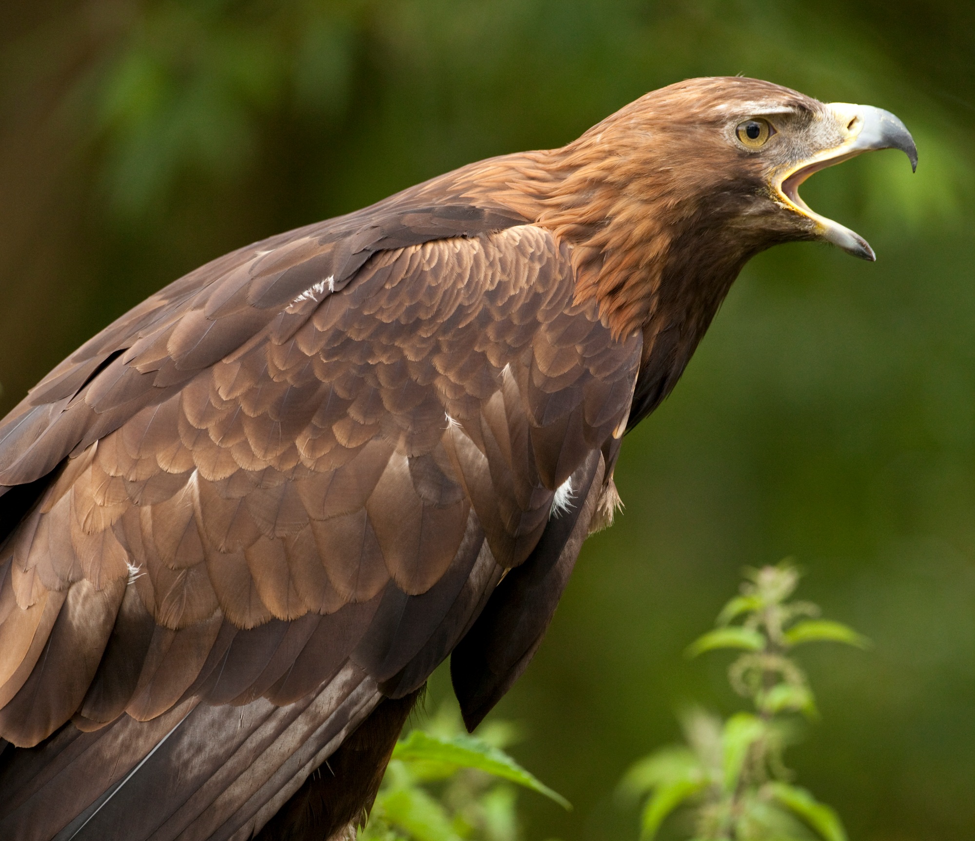vitesse aigle 