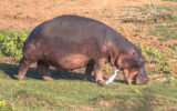 hippopotame
