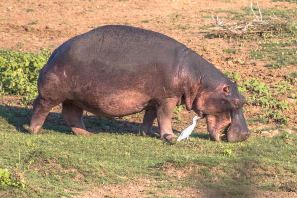 hippopotame