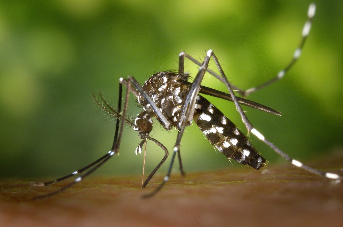 insecte dangeureux