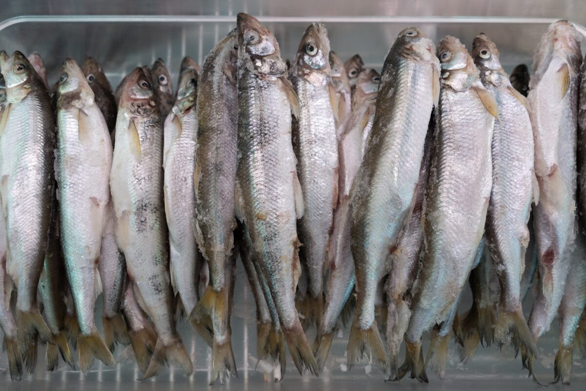 Lot of Frozen Smelt Fish in Freezer at Seafood Market