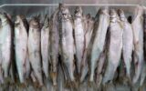 Lot of Frozen Smelt Fish in Freezer at Seafood Market