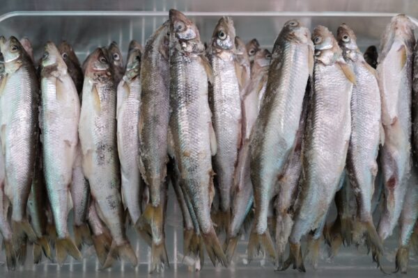Lot of Frozen Smelt Fish in Freezer at Seafood Market