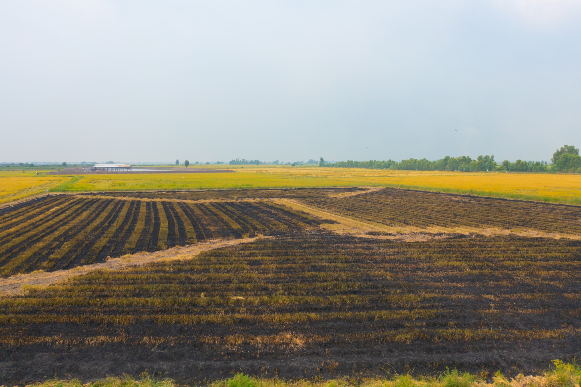 méthode brulis agriculture