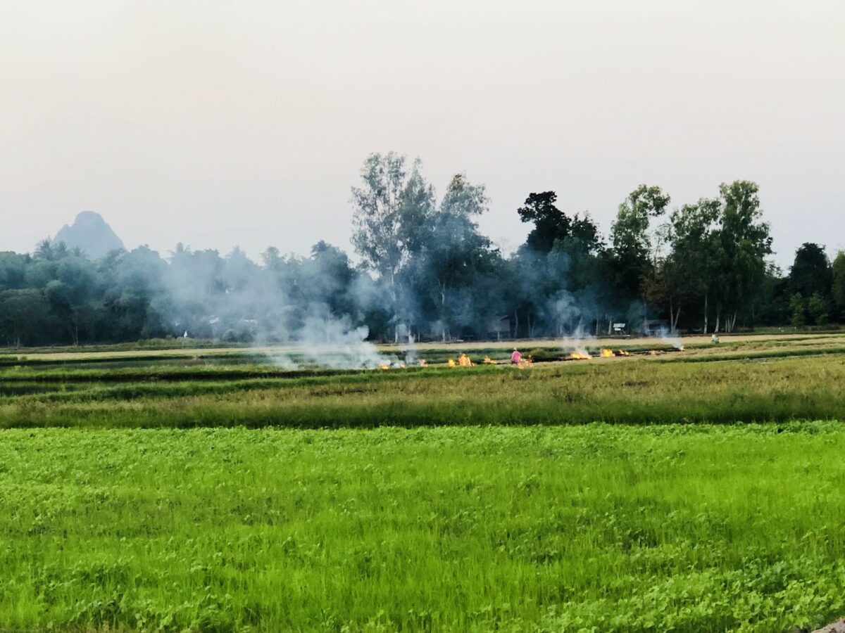 méthode culture sur brûlis