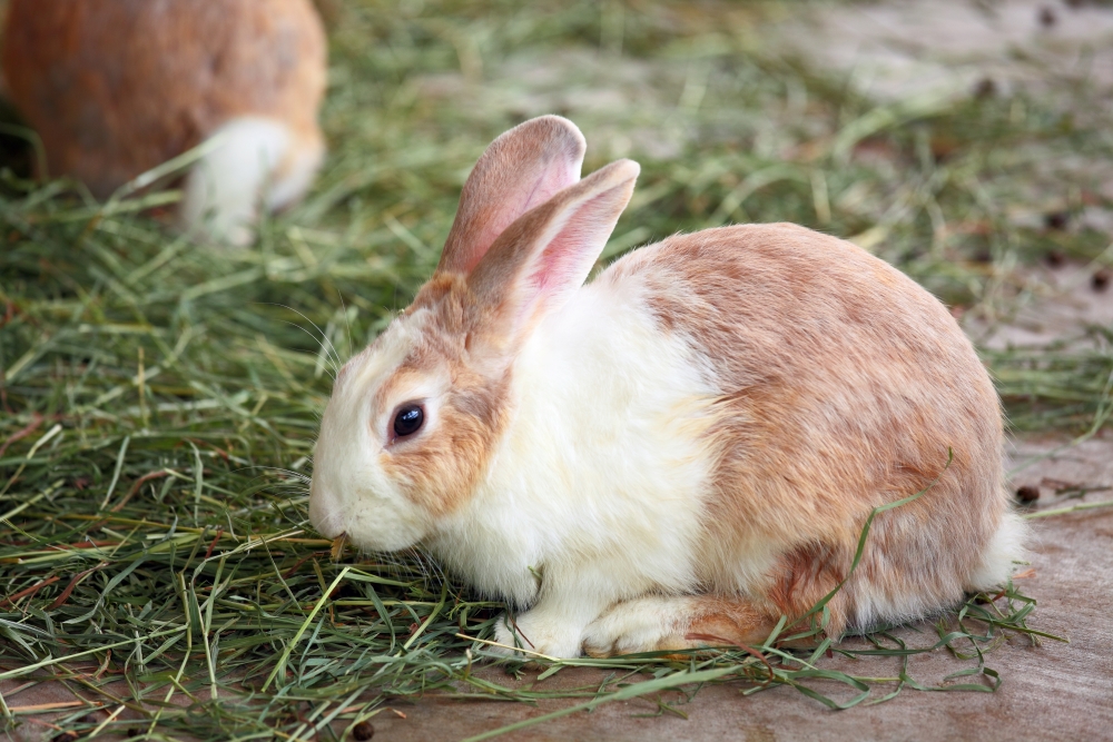 mite d'oreille lapin