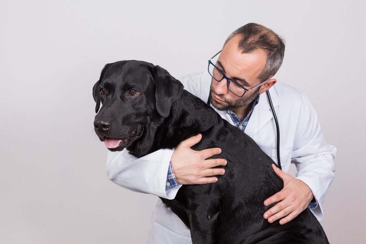 nom de chien mâle noir